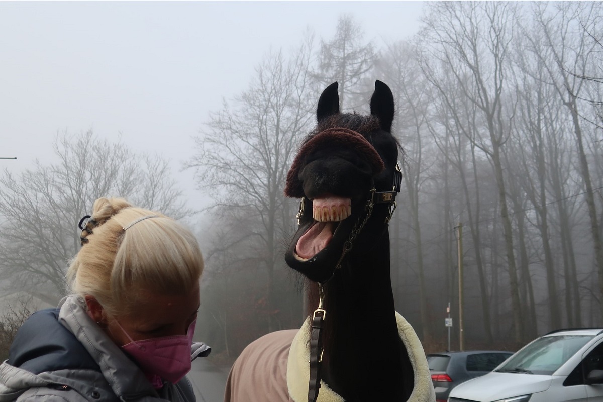 Bildponys2